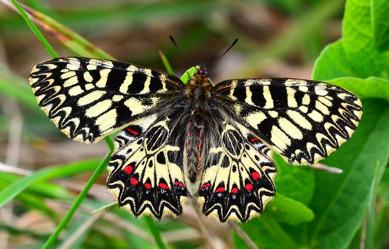 Zerynthia (Zerynthia) polyxena